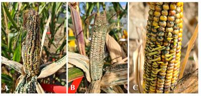 Impact of Trichoderma afroharzianum infection on fresh matter content and grain quality in maize